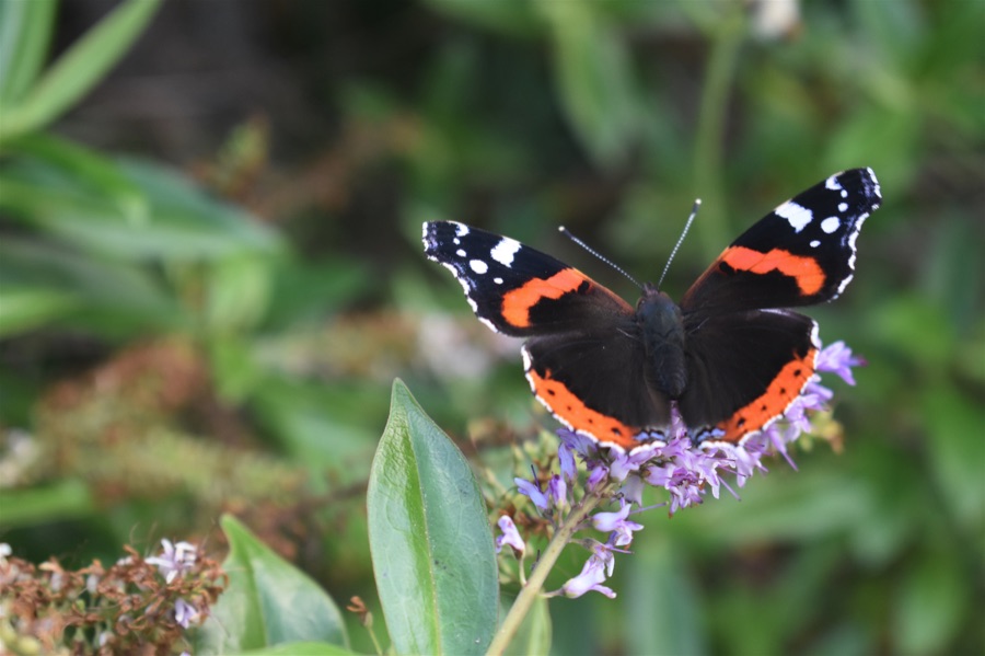 Red admiral butterfly on purple hebe flower